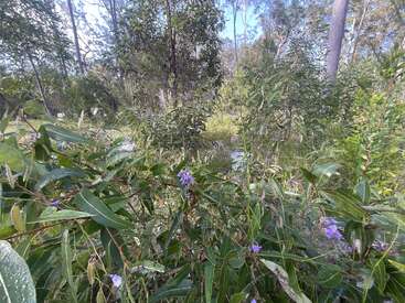 Eine üppig grüne Waldszene mit hohen Bäumen, dichtem Laub und leuchtend lila blühenden Wildblumen im Vordergrund, alles in helles natürliches Sonnenlicht getaucht.