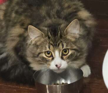 A fluffy, long-haired tabby cat with striking yellow eyes crouches near a silver food bowl, staring intently, surrounded by a cozy, indoor wooden floor setting.