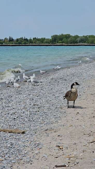 A sandy, rocky beach with clear blue water, a group of seagulls near the shoreline, and a lone Canada goose standing on the shore, trees behind.