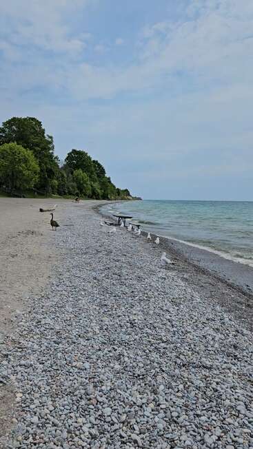 A peaceful rocky beach with calm waves, scattered seagulls, a single goose, green trees lining the shore, and a bright, partly cloudy sky above.