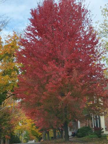 A large tree with vibrant red autumn leaves stands by a house. Surrounding trees display yellow foliage, creating a colorful, picturesque fall neighborhood scene.