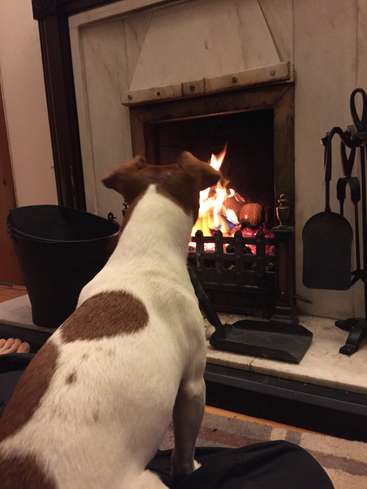 A imagem mostra um cachorro sentado em frente a uma lareira, olhando para as chamas, com um balde e utensílios de lareira por perto, em um ambiente aconchegante de sala de estar.