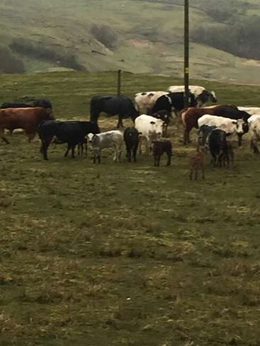 A imagem mostra um rebanho de vacas e bezerros pastando em um campo, com um poste e uma encosta visíveis ao fundo. As vacas são, em sua maioria, pretas e brancas.