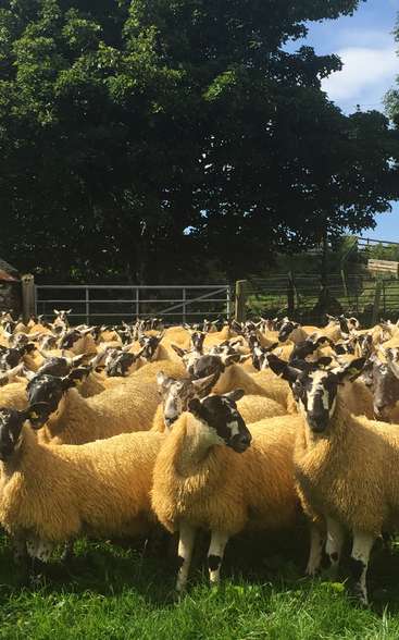 A imagem mostra um rebanho de ovelhas em um campo gramado, com árvores e uma cerca visíveis ao fundo, em um céu azul.