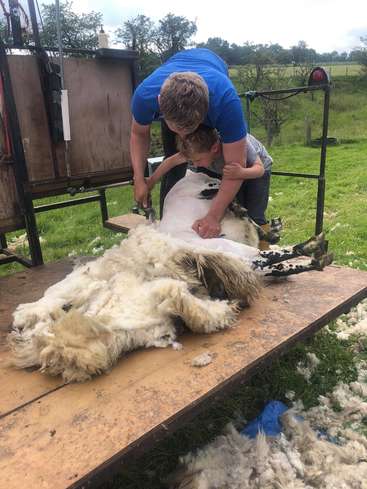 Um homem e uma criança tosquiam uma ovelha em uma plataforma de madeira, com a ovelha deitada de lado, cercada por um campo e árvores ao fundo.