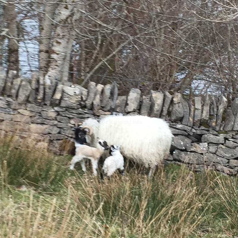 A imagem retrata uma cena serena de uma ovelha e seus dois cordeiros em um campo, com um muro de pedra e árvores servindo como um cenário pitoresco.