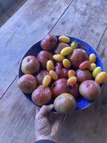 Une main tient un bol bleu rempli de grosses tomates violettes et de plus petites tomates raisin jaunes et rouges, posé sur une table en bois rustique. Des produits frais, cultivés à la maison.