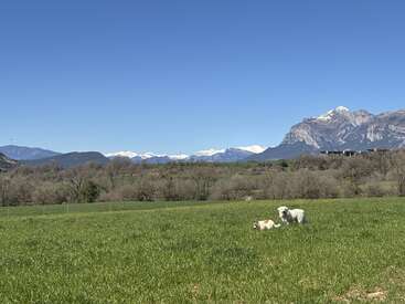Two dogs play in a vibrant green field under a clear blue sky, with majestic snow-capped mountains and rolling hills majestic in the background.