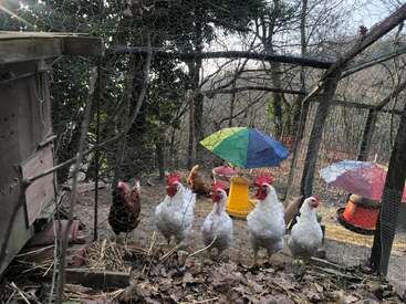 Six poules se tiennent derrière un grillage dans un poulailler extérieur. Des parapluies colorés font de l'ombre. Des feuilles sèches recouvrent le sol et des arbres entourent l'enclos.