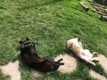 Deux chiens, l'un noir et l'autre blanc, sont couchés sur le dos sur de l'herbe verte, profitant de la lumière du soleil, l'air détendu et à l'aise ensemble.