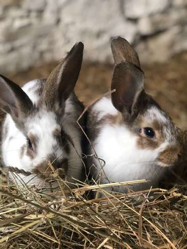 Deux adorables lapins à la fourrure brune et blanche sont assis l'un contre l'autre sur un lit de foin, entourés d'un arrière-plan d'intérieur rustique et flou, l'air curieux.