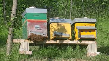 Trois ruches colorées - verte, jaune et jaune vif - sont posées sur une plate-forme en bois dans une zone herbeuse et ensoleillée. Les abeilles se regroupent densément à l'extérieur de la ruche verte.