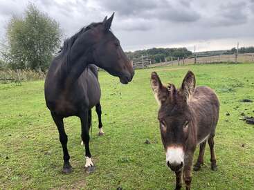 Um cavalo marrom-escuro e um burro estão juntos em um pasto verde gramado sob um céu nublado, cercado por cercas de madeira e árvores distantes. Cenário tranquilo.
