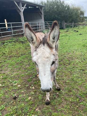 Um burro amigável está na grama verde, de frente para a câmera. Atrás dele há um abrigo de madeira, cercas de metal e árvores exuberantes sob um céu nublado.