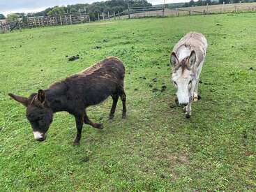 Dois burros, um marrom escuro e o outro cinza claro, estão sobre a grama verde em um campo cercado sob um céu nublado. A paisagem rural os cerca.
