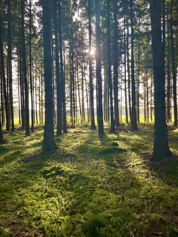 Sonnenlicht fällt durch hohe, schlanke Kiefern in einem ruhigen Wald. Sattgrünes Moos bedeckt den Waldboden und schafft eine friedliche und einladende natürliche Atmosphäre.