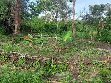 Dieses Bild zeigt ein kleines kreisförmiges Gartengrundstück mit jungen Bananenpflanzen, umgeben von einem üppigen Wald. Der Bereich ist mit Holzstämmen und Grünzeug eingefasst.