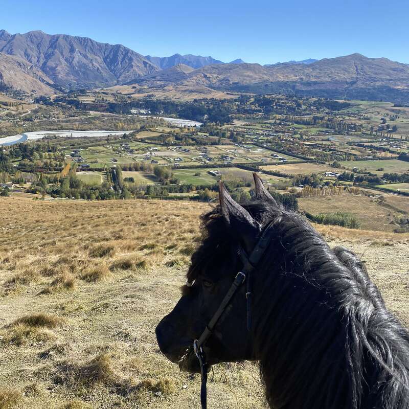 The image depicts a majestic black horse gazing out at a picturesque rural landscape, with rolling hills and mountains visible in the background on a sunny day.