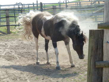 The image depicts a horse with a brown and white coat, its tail blowing in the wind, standing in a fenced area on a sunny day.