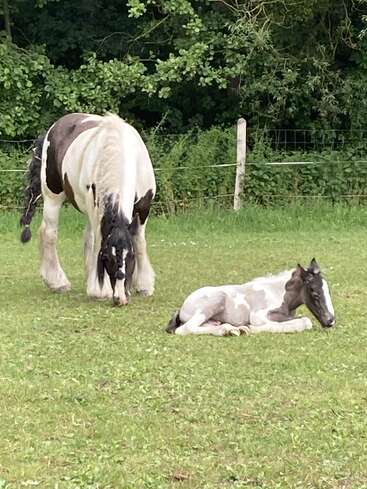 Un cheval noir et blanc broute dans un pré verdoyant, tandis qu'un jeune poulain aux robes similaires est couché à proximité. Des arbres et une clôture en arrière-plan.