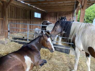 Quatre chevaux se tiennent debout et se reposent dans une étable en bois chaleureuse, remplie de paille. L'un d'eux est couché, tandis que les autres interagissent paisiblement à l'arrière-plan.