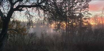 Un paysage forestier brumeux à l'aube, avec les silhouettes des arbres se découpant sur un ciel coloré au lever du soleil. Les branches encadrent la vue, créant une atmosphère paisible, éthérée et sereine.