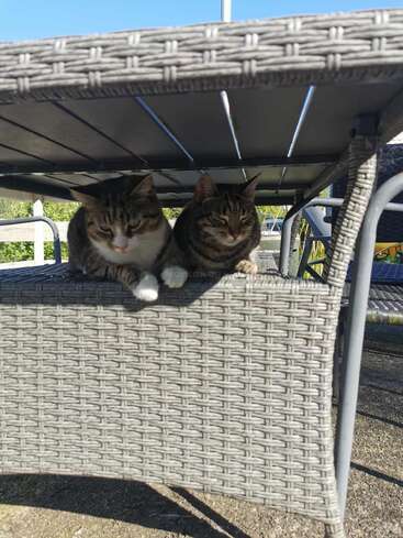 Deux chats tabby se prélassent confortablement ensemble sous une table d'extérieur en osier, profitant de l'ombre par une journée ensoleillée. L'endroit semble paisible et confortable.