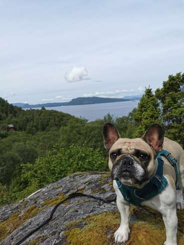 Un bouledogue français se tient sur un rocher moussu, vêtu d'un harnais sarcelle, sur un fond pittoresque d'arbres, de montagnes lointaines et d'une rivière ou d'un lac calme.