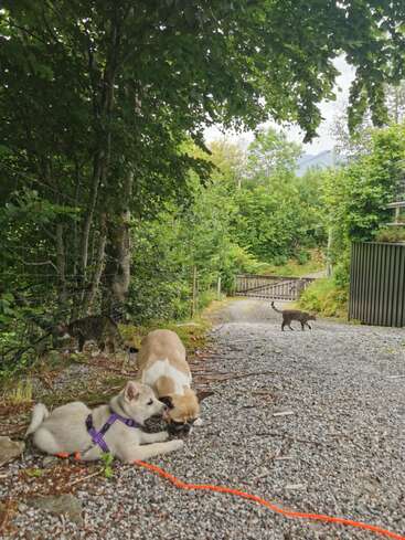 Scène d'extérieur paisible avec deux chiens enjoués se reposant sur un chemin de gravier. Deux chats sont à proximité, sous des arbres et marchant, entourés de verdure luxuriante et de clôtures.