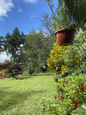 Un jardín frondoso con plantas de colores vivos, helechos colgantes, una persona con una copa en la mano y un jinete a lo lejos, todo ello bajo un cielo azul parcialmente nublado.