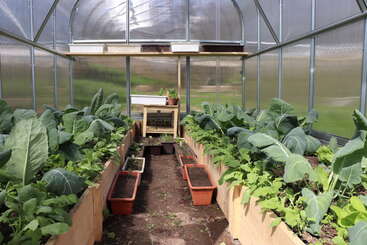 Cette image montre l'intérieur d'une serre avec des plates-bandes surélevées en bois, des légumes verts à feuilles, des plantes en pot et la lumière du soleil qui pénètre à travers des panneaux transparents.