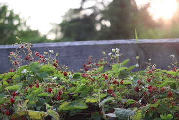 Wild strawberries grow abundantly in a lush garden bed, their red fruit and green leaves vibrant under the soft, golden glow of a setting sun.