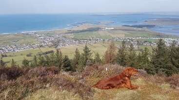 A golden retriever rests on a hillside overlooking a coastal town, green fields, forests, and blue ocean on a sunny, clear day with peaceful scenery.