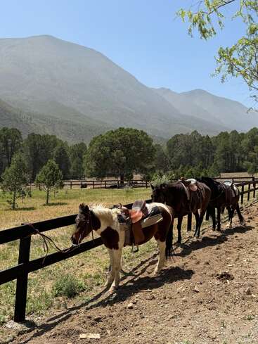 Tres caballos ensillados están atados a una valla de madera en una pradera tranquila y soleada. Las majestuosas montañas y los árboles verdes conforman un hermoso y sereno telón de fondo natural.