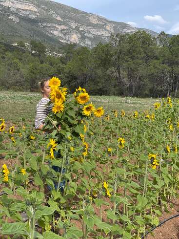 Una persona está de pie en un campo de girasoles, sosteniendo un gran ramo de girasoles. A sus espaldas se ven árboles verdes y majestuosas montañas bajo un cielo parcialmente nublado.
