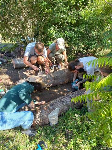 Four people kneel outside, working together on large logs. Surrounded by greenery and sunlight, they use tools, possibly for woodworking or outdoor maintenance, focused and collaborative.