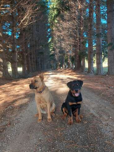 Zwei Hunde sitzen ruhig auf einem von Bäumen gesäumten Feldweg, umgeben von hohen Kiefern. Das Sonnenlicht fällt durch die Äste und schafft eine friedliche Atmosphäre im Freien.