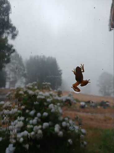 Ein kleiner brauner Frosch klammert sich an ein regennasses Fenster, im Hintergrund sind ein nebliger, verschwommener Garten und Bäume zu sehen – eine friedliche, stimmungsvolle Szene.