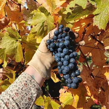 Uma mão com luva segura um cacho de uvas roxas escuras em frente a folhas coloridas de outono em um vinhedo, retratando a colheita das uvas durante o outono.