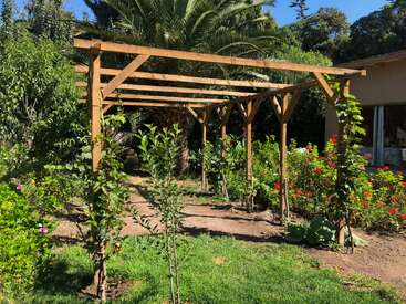 Una pérgola de madera se alza en un exuberante jardín verde, rodeada de plantas con flores, enredaderas, palmeras y una casa cercana bajo un cielo azul claro.