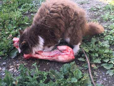 Das Bild zeigt eine braun-weiße Katze, die konzentriert einen rohen, blutigen Tierkadaver auf dem Boden frisst, umgeben von Grünzeug.