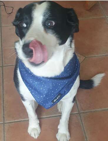 A black and white dog sits on a tiled floor, wearing a blue bandana. Its tongue is out, licking its nose, and it looks playful.
