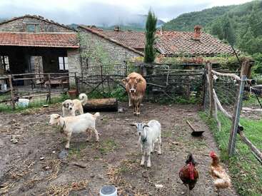 Una rústica escena de corral con una vaca, dos cabras, dos perros, un gallo y una gallina, rodeados de viejos edificios de piedra y verdes colinas.