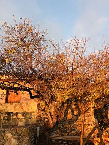 A rustic stone house sits bathed in golden sunlight, with a leafless tree casting long shadows, creating a serene, autumnal atmosphere under a clear sky.