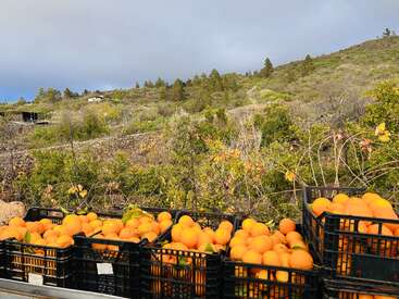 Several crates filled with fresh oranges sit in the foreground. Behind them, a green hillside covered in trees and shrubs stretches up under a cloudy sky.