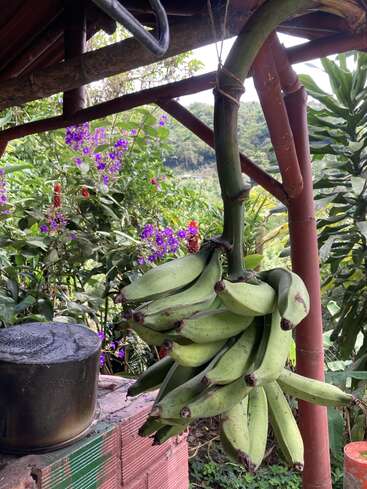 Um monte de bananas-da-terra verdes está pendurado numa estrutura de madeira ao ar livre. Perto dali, um vaso está em cima de uma saliência de tijolos. Uma vegetação exuberante e flores roxas cercam tudo.
