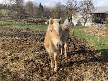 A light brown pony stands in a muddy paddock, surrounded by a rural landscape with bare trees, grass, and a barn in the background.
