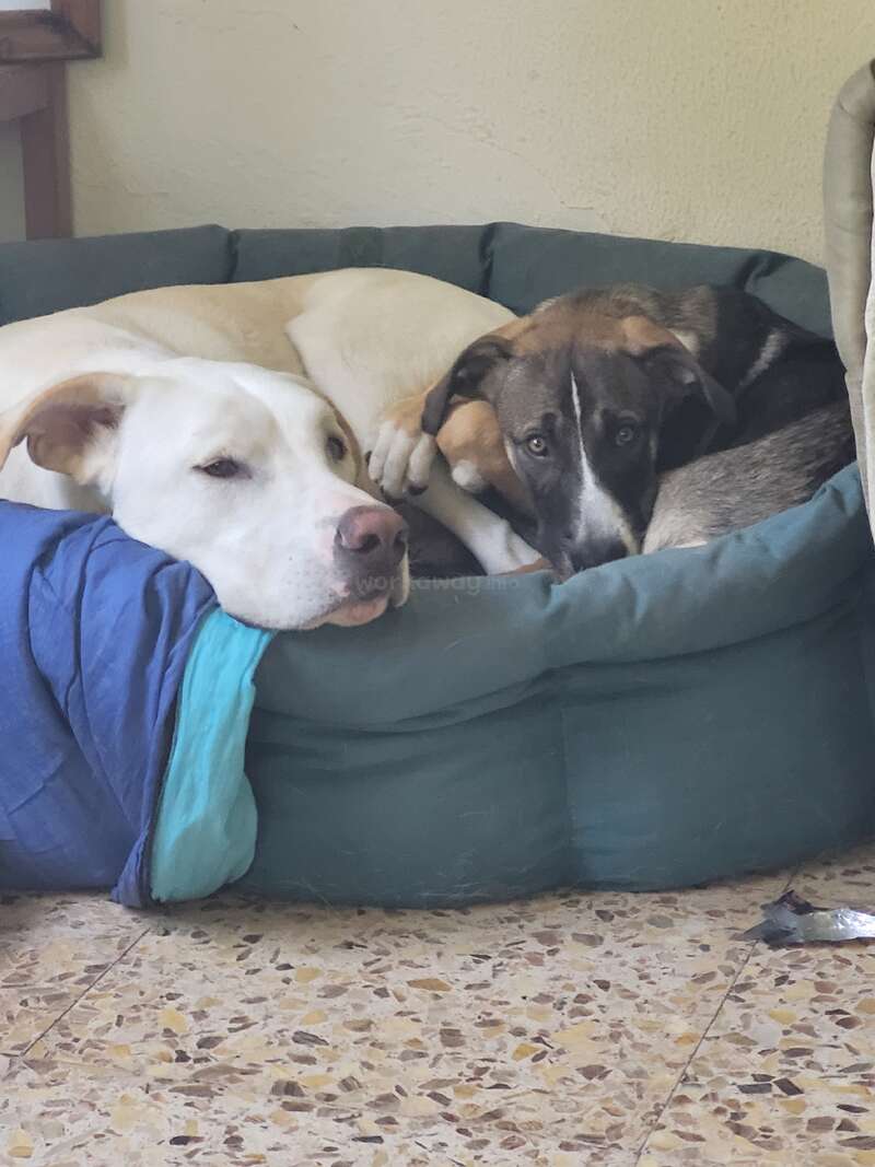 Dos perros están acurrucados juntos en una acogedora cama verde. Uno es blanco y el otro marrón y negro. Parecen cómodos, relajados y cariñosos.