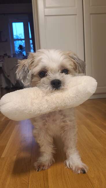 Un perro pequeño y esponjoso, de pelaje claro, está de pie sobre un suelo de madera, con un peluche grande, suave y blanco en la boca, mirando adorablemente a la cámara.