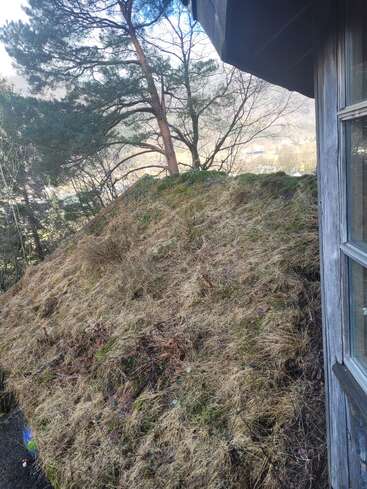 Un techo cubierto de hierba y musgo se funde con la naturaleza junto a una cabaña de madera. Altos pinos rodean la zona, creando un entorno boscoso tranquilo y natural a la luz del día.